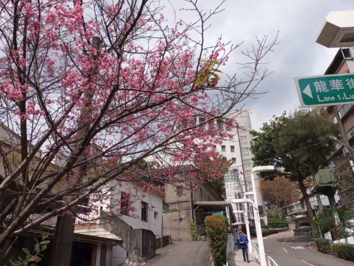 《圖說》龍華科大致力綠化及環保卓然有成，隨處可見校園即花園的美麗景致。〈龍華科大提供〉